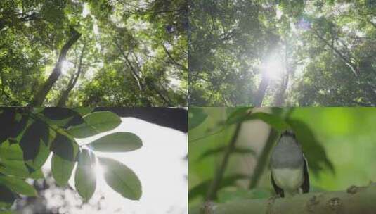 4K森林  鸟 树叶高清在线视频素材下载