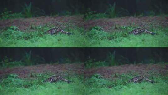 珍稀野生鸟类视频黄腹角雉觅食视频雉鸡观鸟高清在线视频素材下载