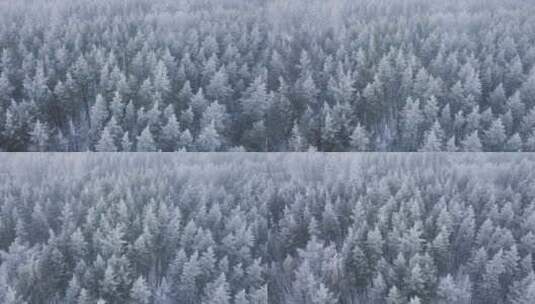 冬天下过雪的森林静谧治愈高清在线视频素材下载