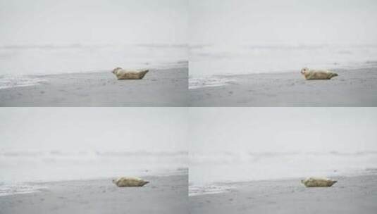 小海豹躺在阿姆兰的灰色沙滩上扭动身体。高清在线视频素材下载