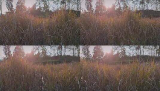 阳光下的野草逆光拍摄高清在线视频素材下载