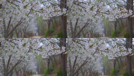 春季花草树木林荫小道清明踏青高清在线视频素材下载