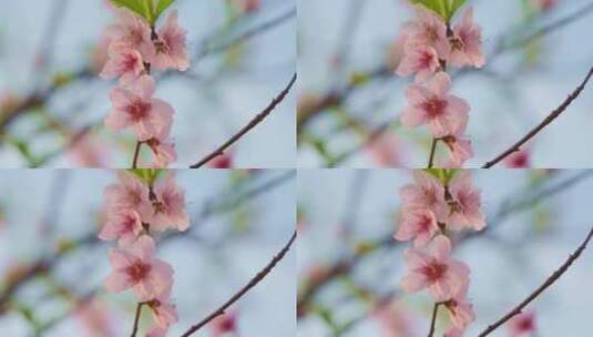 春天树枝桃花 升格唯美高清在线视频素材下载