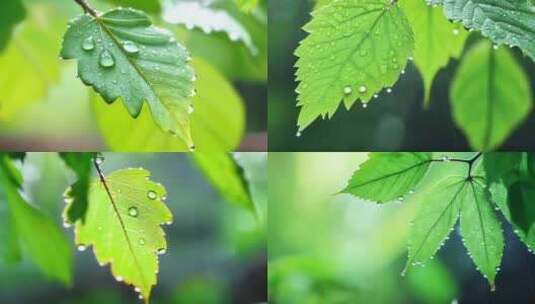 下雨意境树叶水滴高清在线视频素材下载