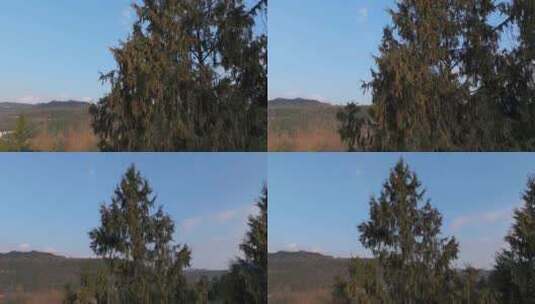 柏树大树开花高清在线视频素材下载