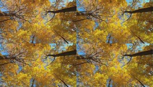 秋天树叶变黄高清在线视频素材下载