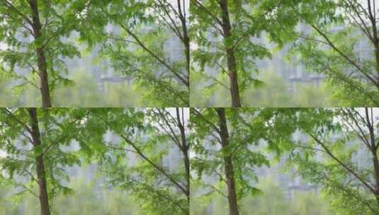 春季都市公园绿树绿草草坪高清在线视频素材下载