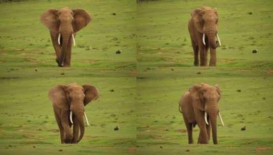 非洲象在草地上行走、举起鼻子、拍打耳朵和高清在线视频素材下载