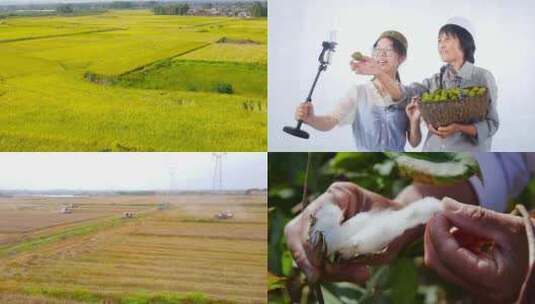 农民丰收 农业素材 扶贫助农高清在线视频素材下载