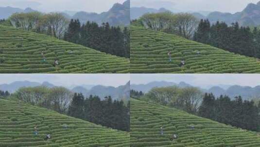 茶园采茶，春茶高清在线视频素材下载