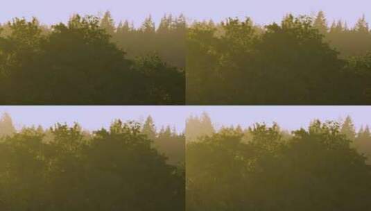 日落森林空气感高清在线视频素材下载