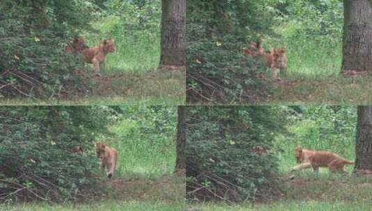 森林里的两只小狮子幼崽高清在线视频素材下载