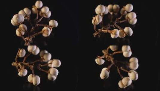 小白豆装饰种子植物标本高清在线视频素材下载