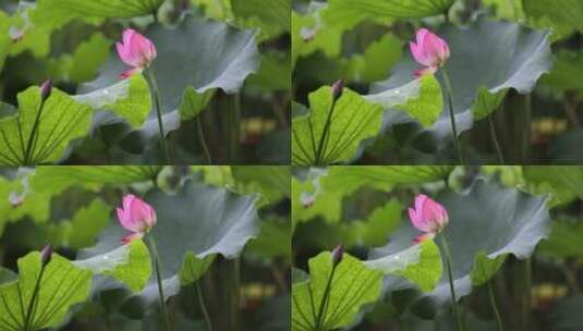 杭州西湖下雨天的荷花高清在线视频素材下载