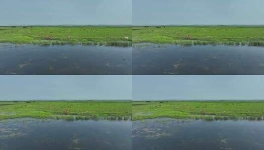 草甸子牧场牛群水泡子野鸭子高清在线视频素材下载