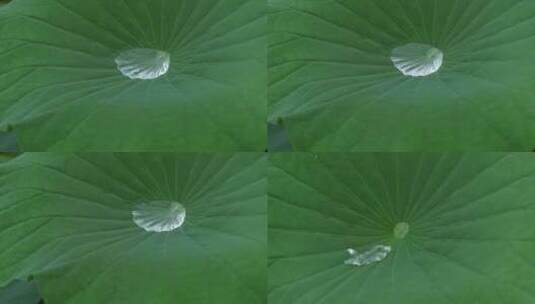 下雨天池塘里的荷花，雨中荷花荷叶高清在线视频素材下载