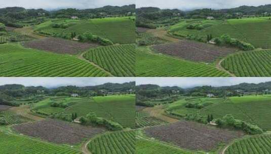 航拍贵州遵义湄潭山野田间夏季茶园风景高清在线视频素材下载