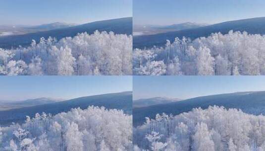 大兴安岭林海雪原冬季雾凇250113 (2)高清在线视频素材下载