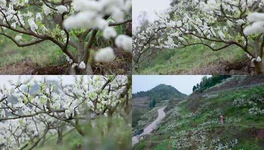 春天春暖花开漫山遍野李子花开合集高清在线视频素材下载