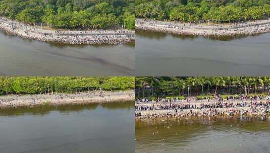 深圳湾公园观红嘴鸥人群、深圳湾观鸟高清在线视频素材下载