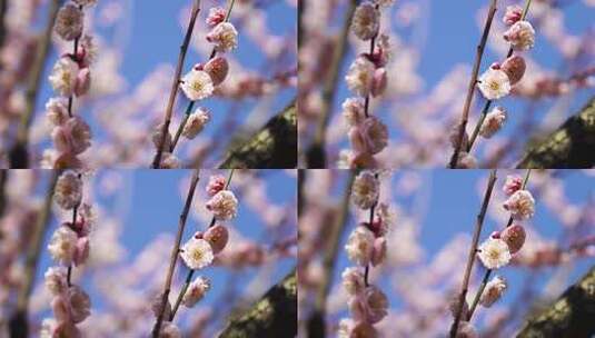 春天盛开绽放的梅花花朵特写高清在线视频素材下载