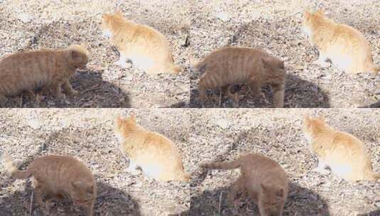 户外地面上的两只猫咪高清在线视频素材下载