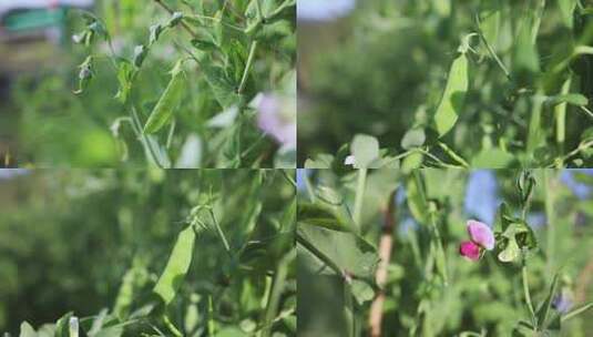 豌豆苗豌豆菜园高清在线视频素材下载