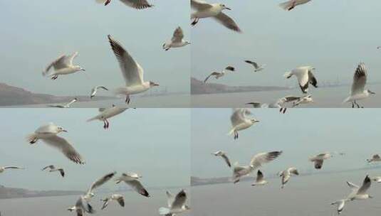 特写美丽的海鸥在空中自由的飞翔慢动作高清在线视频素材下载