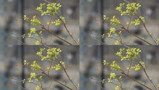 春天长出嫩芽的树枝高清在线视频素材下载