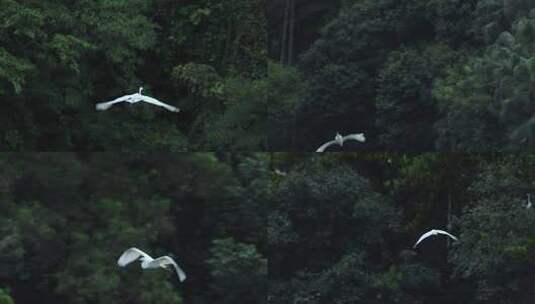 白鹭、苍鹭、夜鹭、飞翔、仙鹤高清在线视频素材下载