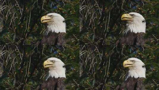 美国白头鹰高清在线视频素材下载