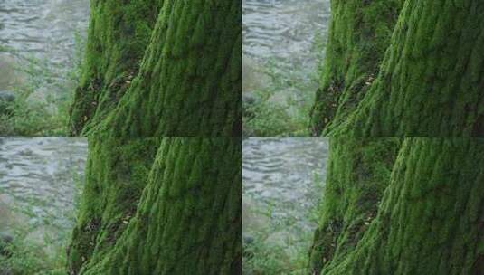长满苔藓的树干高清在线视频素材下载