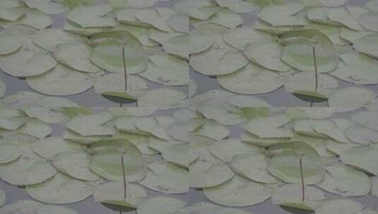 夏日森林湿地公园湖水荷叶上逗留的蜻蜓高清在线视频素材下载