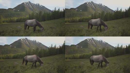 一匹马在雪上背景下吃草高清在线视频素材下载