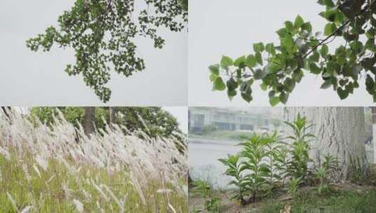 夏日里微风吹动着树叶和芦苇高清在线视频素材下载