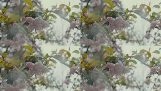 樱花4K 慢镜头 植物高清在线视频素材下载