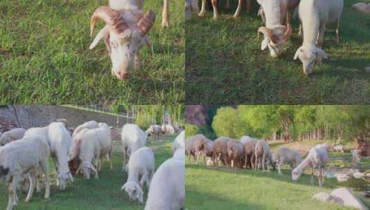 （合集）山羊 羊群吃草   放牧羊吃草高清在线视频素材下载