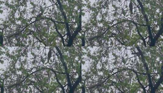 下雨天树枝蹦跳鸟高清在线视频素材下载