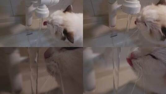 白色布偶猫在水龙头下喝水慢镜头高清在线视频素材下载