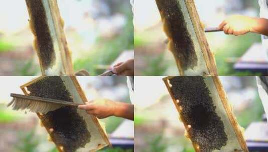 养蜜蜂 槐花蜜 蜂蜜采集高清在线视频素材下载