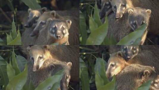 两只浣熊把头靠另一只浣熊身上高清在线视频素材下载
