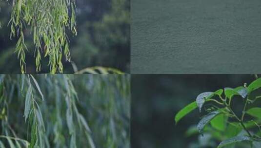 实拍唯美下雨大雨树叶滴水高清在线视频素材下载