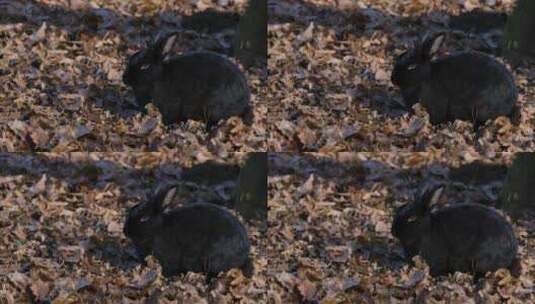 黑色的兔子在吃东西高清在线视频素材下载