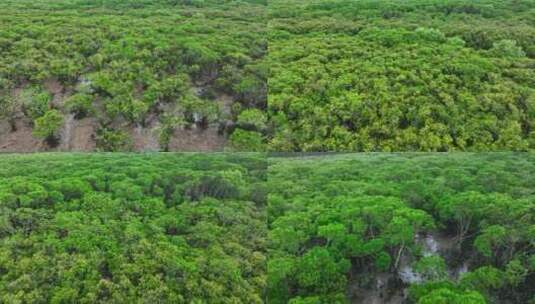 4k湛江乐民港红树林滩涂湿地保护区航拍高清在线视频素材下载