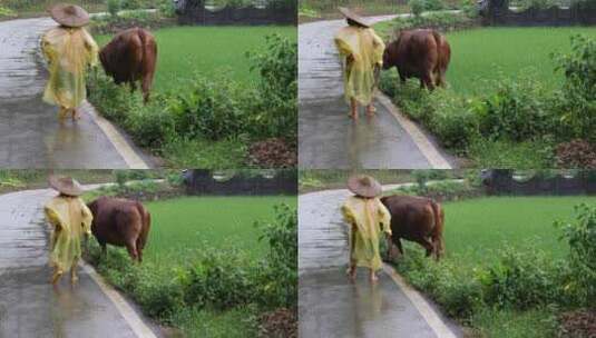 农村妇女下雨养牛放牛高清在线视频素材下载