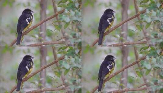 一只黑背大嘴鸟栖息在一个被树叶环绕的小树枝上高清在线视频素材下载