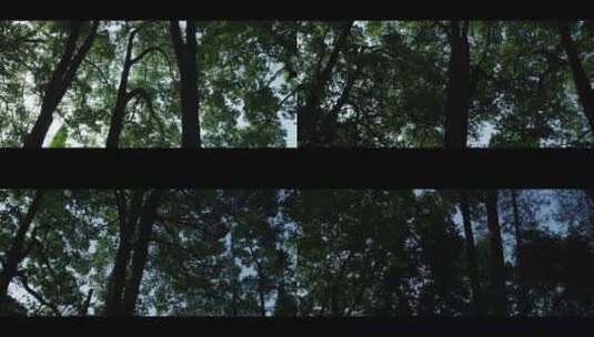 车窗外阳光透过树林高清在线视频素材下载