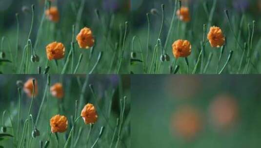 在春风中摇曳的花朵高清在线视频素材下载