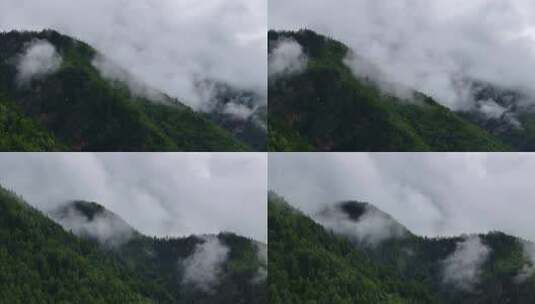 川西山间森林云海震撼航拍高清在线视频素材下载