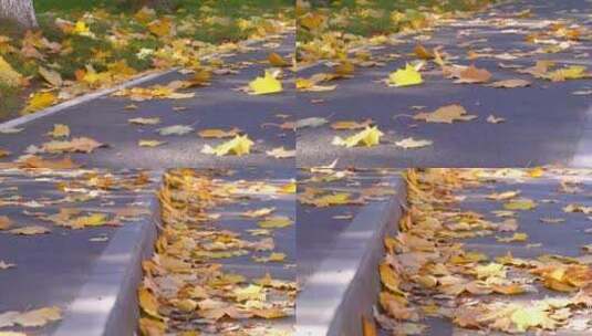 路边散落的树叶高清在线视频素材下载